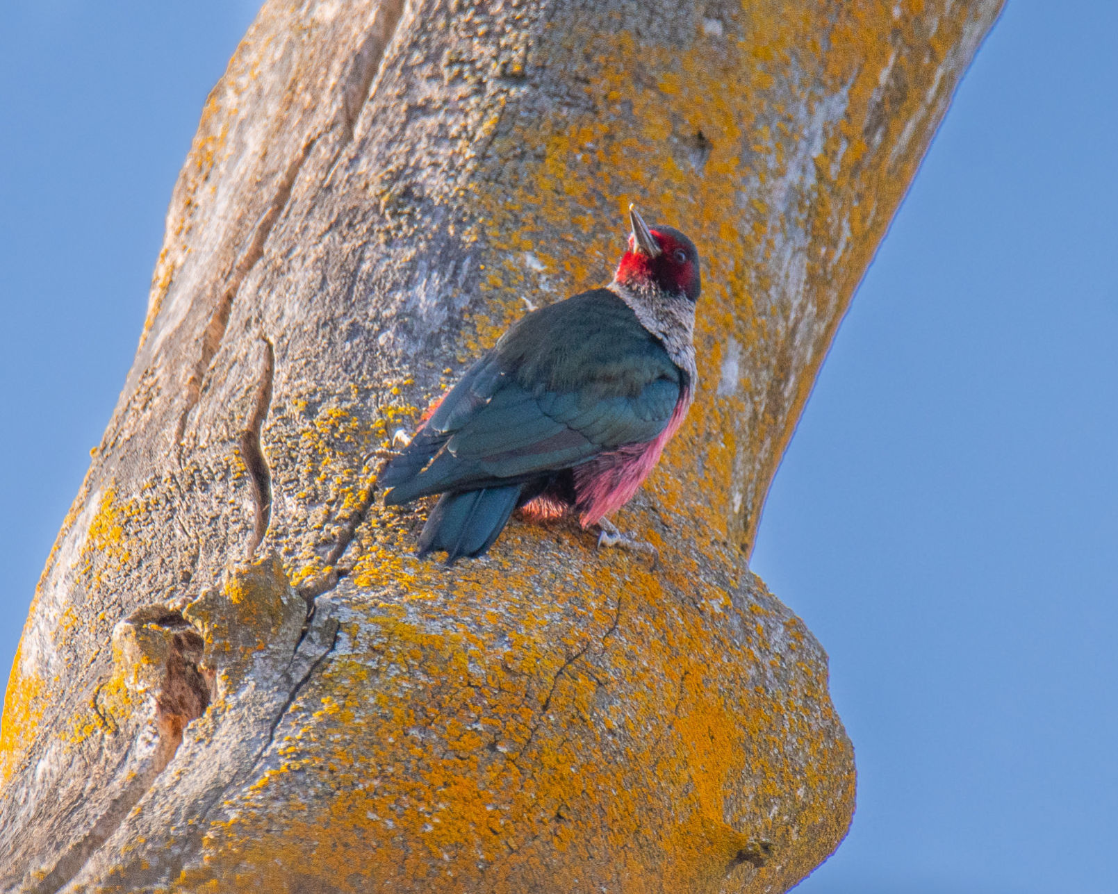 Lewis's woodpecker